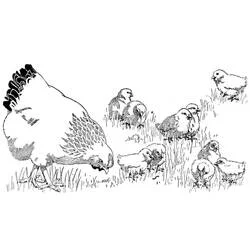 雌鶏とひよこが草原にいる様子 のぬりえ