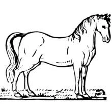 草の上に立つ馬 のぬりえ
