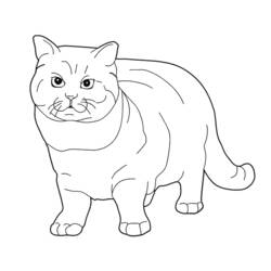 丸い顔で立つ子猫 のぬりえ