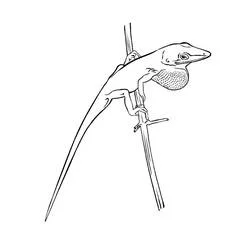 枝の上のトカゲ のぬりえ