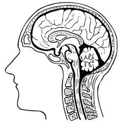 Human Brain - 無料の印刷用ぬりえ