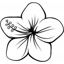 五枚の花びらを持つハイビスカスの花 のぬりえ