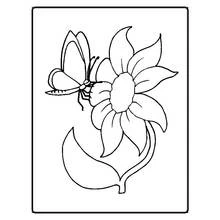 大きな花にとまる蝶 のぬりえ